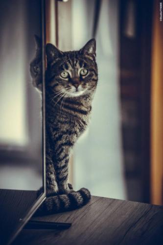 @Photos-issues-du-reportage-photos-video-de-mariage-couvert-par-le-Studio-7700BE-Chez-Fhano-ELODIE-ET-YOHANN-05022022-0223