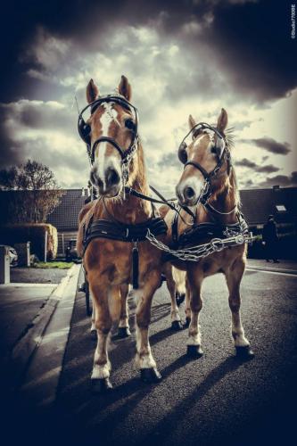 @Photos-issues-du-reportage-photos-video-de-mariage-couvert-par-le-Studio-7700BE-Chez-Fhano-ELODIE-ET-YOHANN-05022022-0403